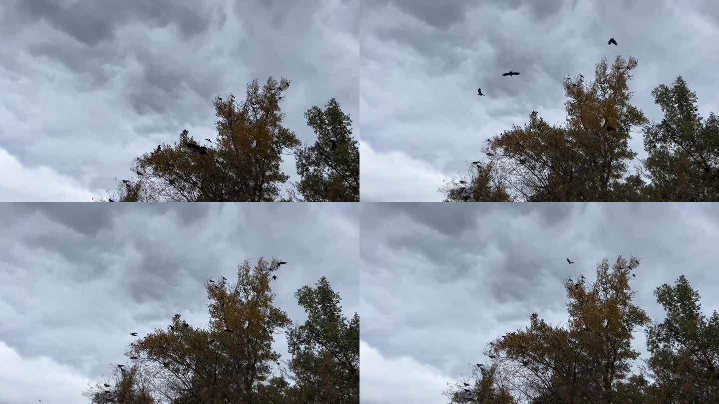 一群乌鸦在阴沉的天空中飞过秋天的树。