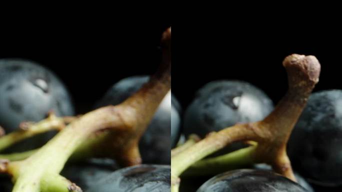 垂直视频。一簇黑葡萄和又大又圆的深蓝色浆果在黑色背景上旋转。多莉滑块极端特写。
