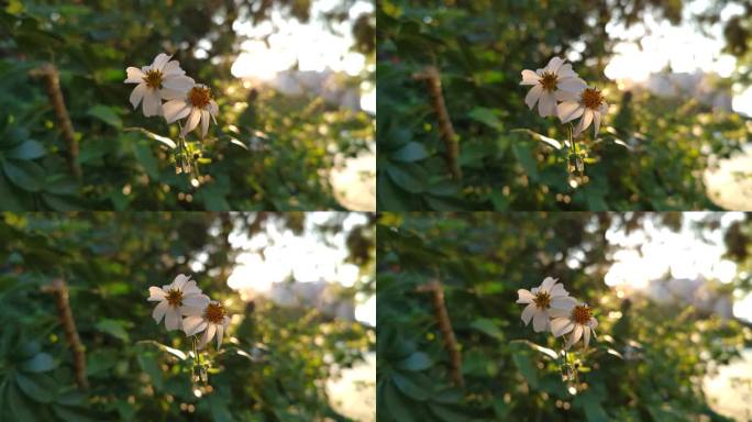 夕阳晚霞鬼针草