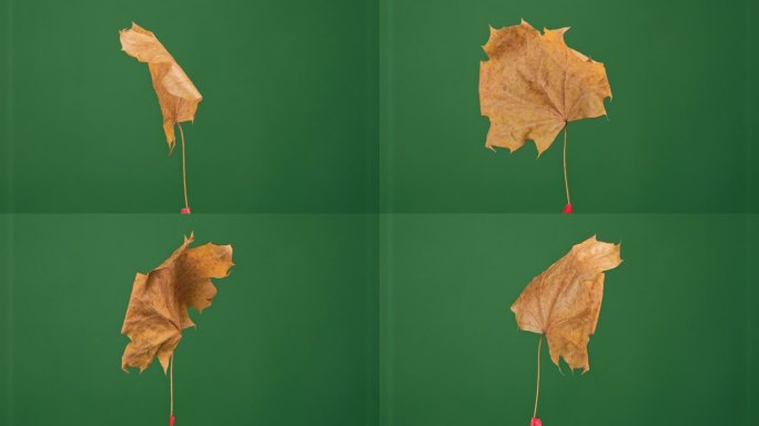 一片秋叶在绿色的屏幕上旋转，非常适合编辑成不同的场景或背景。