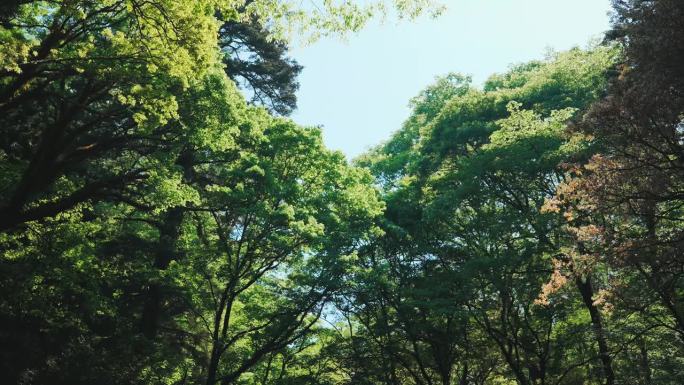 初夏的菊地峡谷:摇曳的绿叶