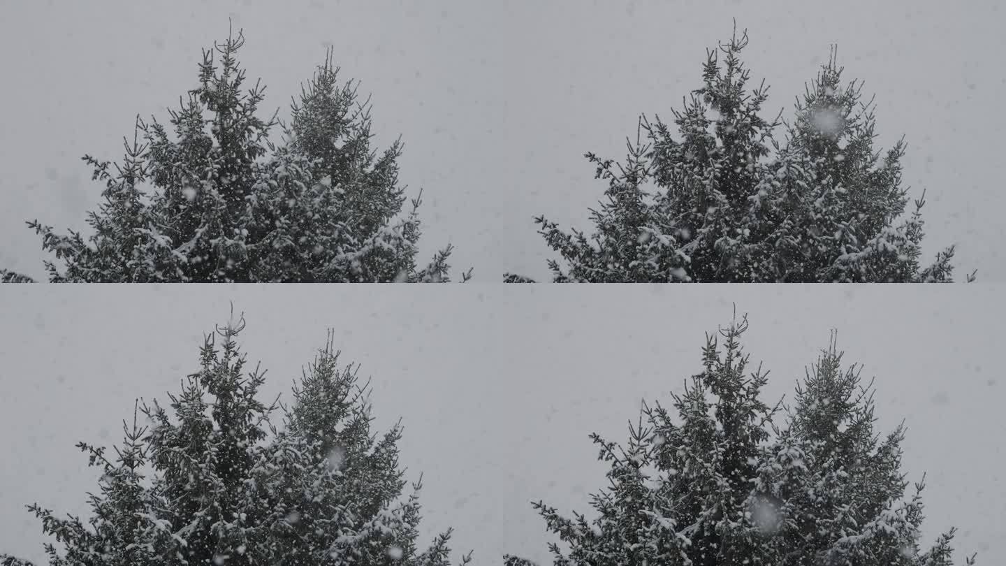 平静的飘落的雪花冬天。美丽的冬季雪景。迷人的冬天在森林里，雪落在树上。降雪背景下的松树。雪花飘落的慢