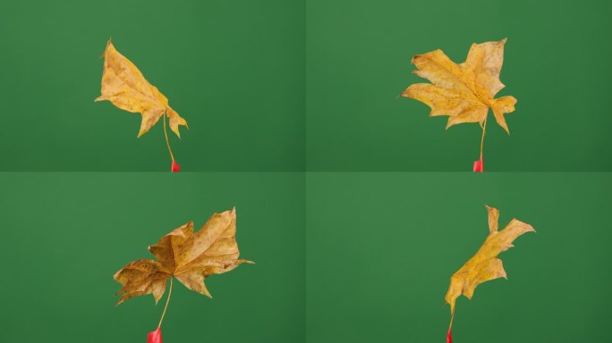 树叶在秋天的色调旋转在一个统一的背景下，设计为无障碍的绿色屏幕提取和安置。
