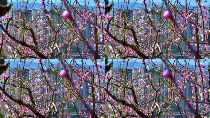 最美春天 桃花朵朵片头