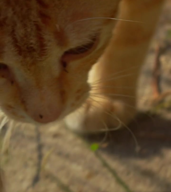 猫咪追逐猎取一块食物，第一人称视角垂直拍摄