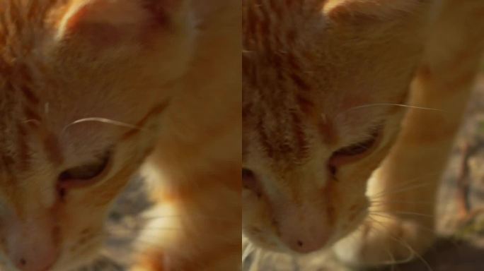 猫咪追逐猎取一块食物，第一人称视角垂直拍摄