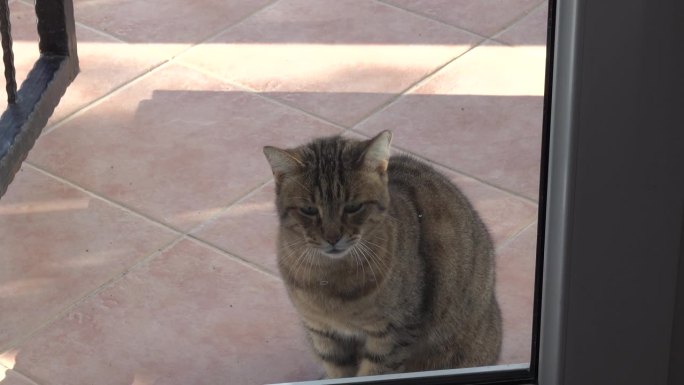 猫用爪子敲阳台的窗户，要求进去。灰猫要求回家，用爪子敲玻璃门