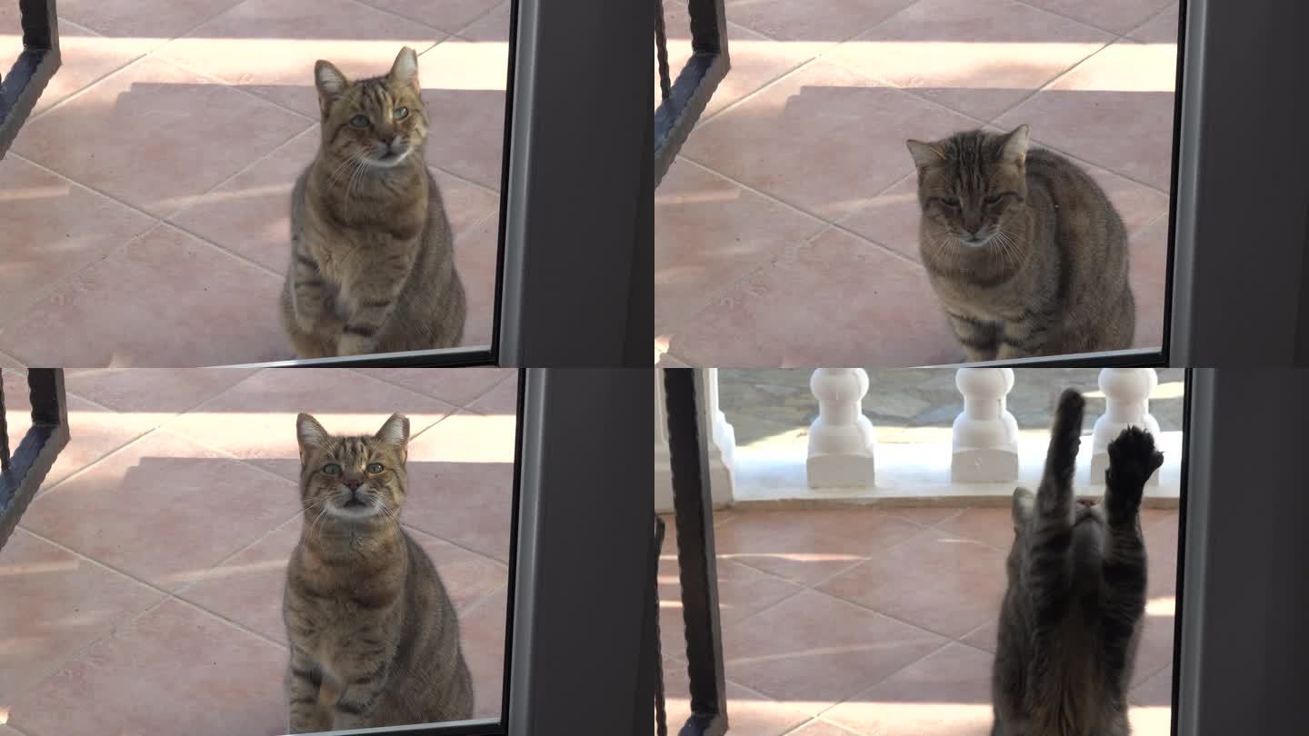 猫用爪子敲阳台的窗户，要求进去。灰猫要求回家，用爪子敲玻璃门