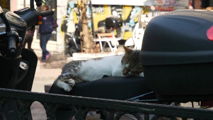 白天伊斯坦布尔城市街头猫在滑板车座位慢动作观看4k土耳其