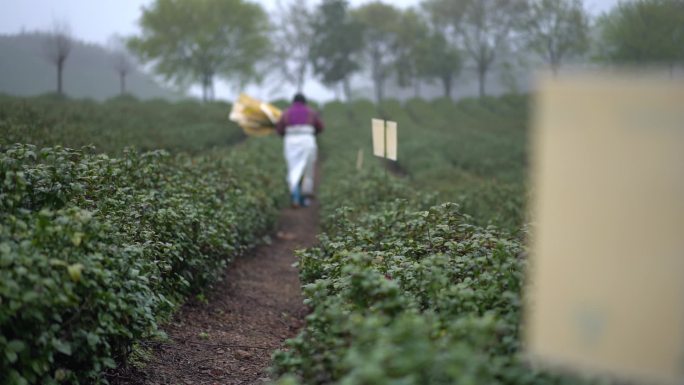 茶园防控 物理防控 生物防控 绿色防控