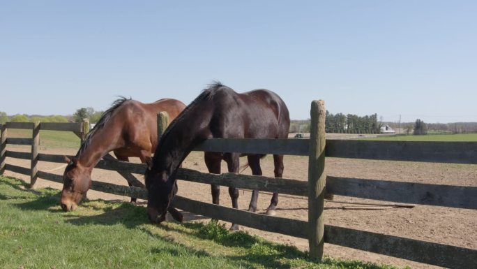 草总是更绿:两匹救援的马在一个阳光明媚的日子里在篱笆上一起吃草