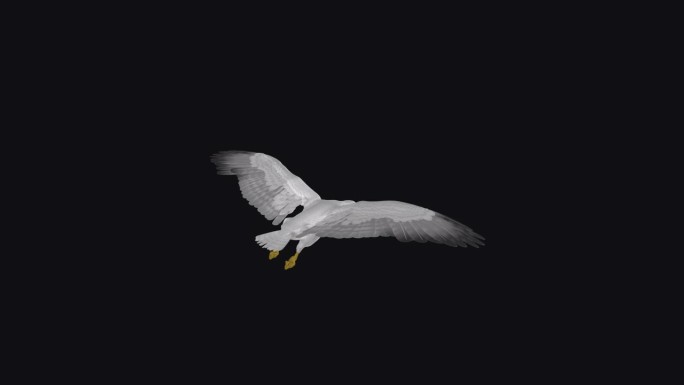 白海鸥鸟-飞行环-后角视图CU - Alpha频道
