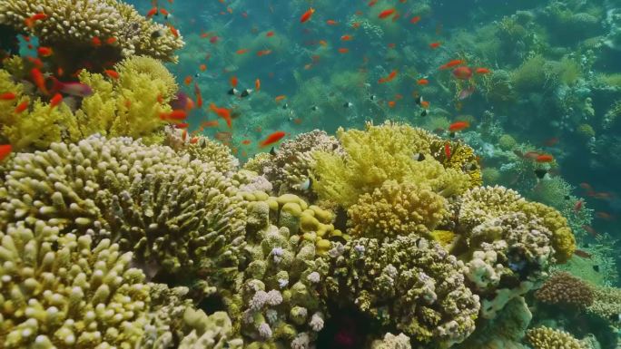色彩斑斓的水下海景。珊瑚鱼。海底世界，海鱼。海洋生物的海洋世界。鱼礁海生。