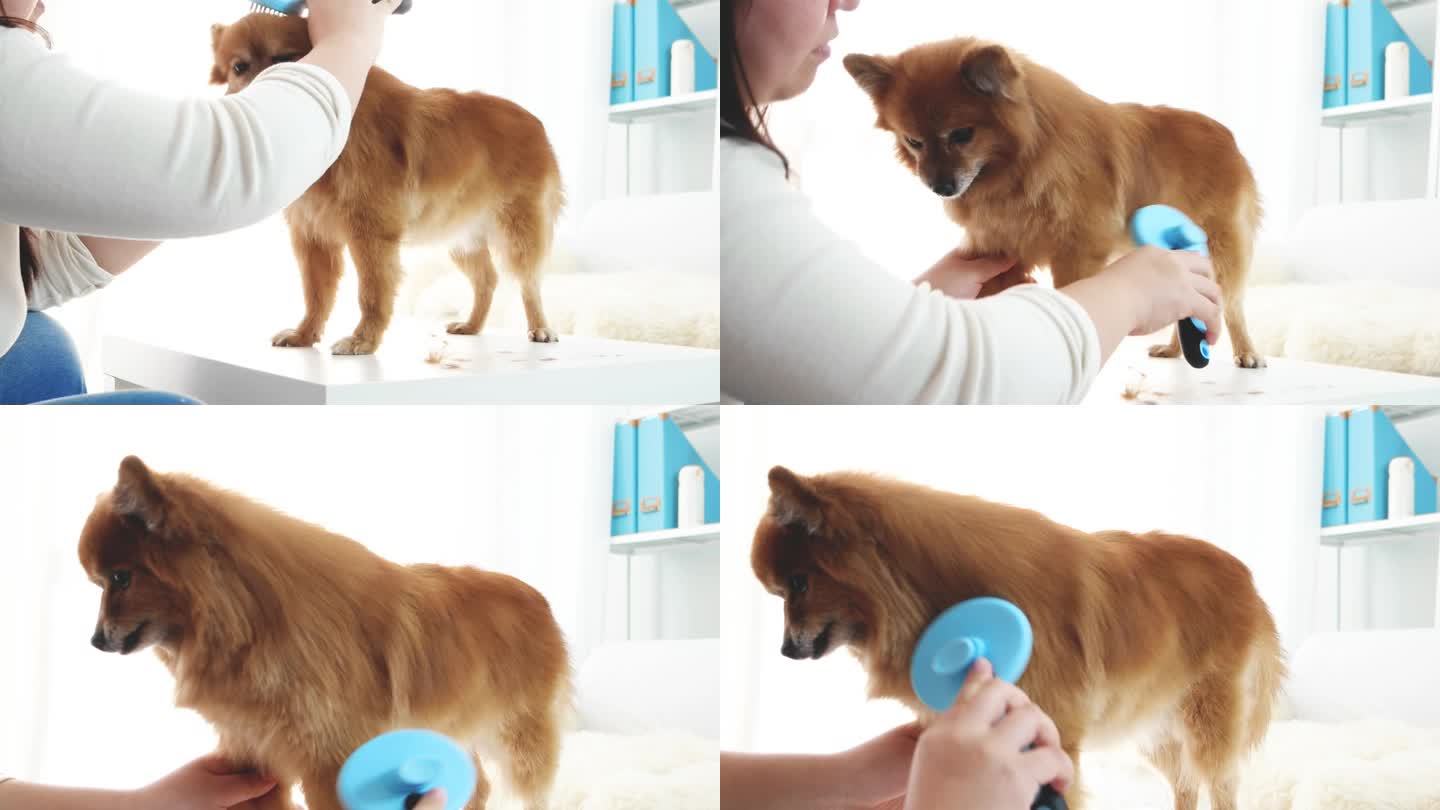 女人给她的狗刷牙。狗狗搞笑视频。