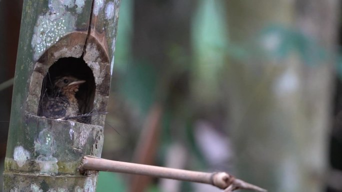 一只可爱的捕蝇虫小鸡在竹洞里筑巢