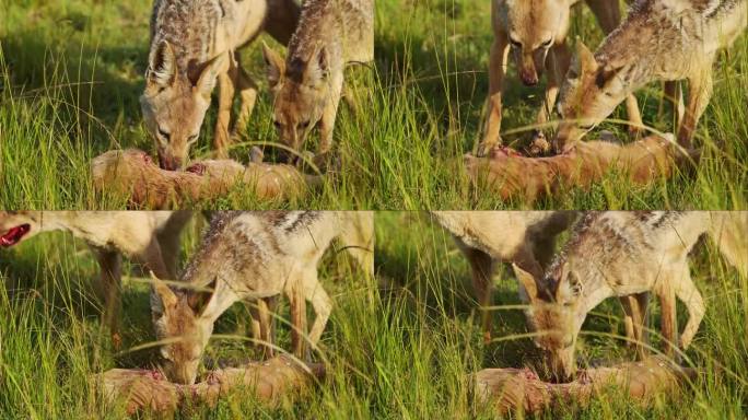 肯尼亚马赛马拉国家保护区生态系统的自然选择，非洲野生动物，近距离拍摄的豺狼与猎物，用血淋淋的嘴捕食猎