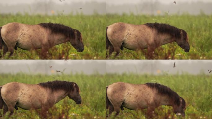 一头公马在自然保护区吃草，燕子围着它团团转——慢动作