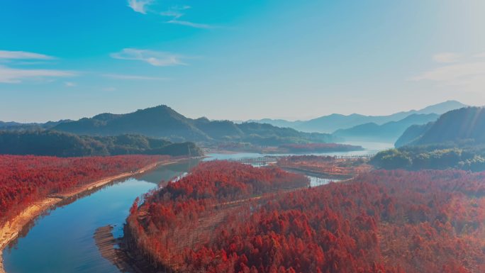 宣城落羽杉湿地公园航拍延时摄影