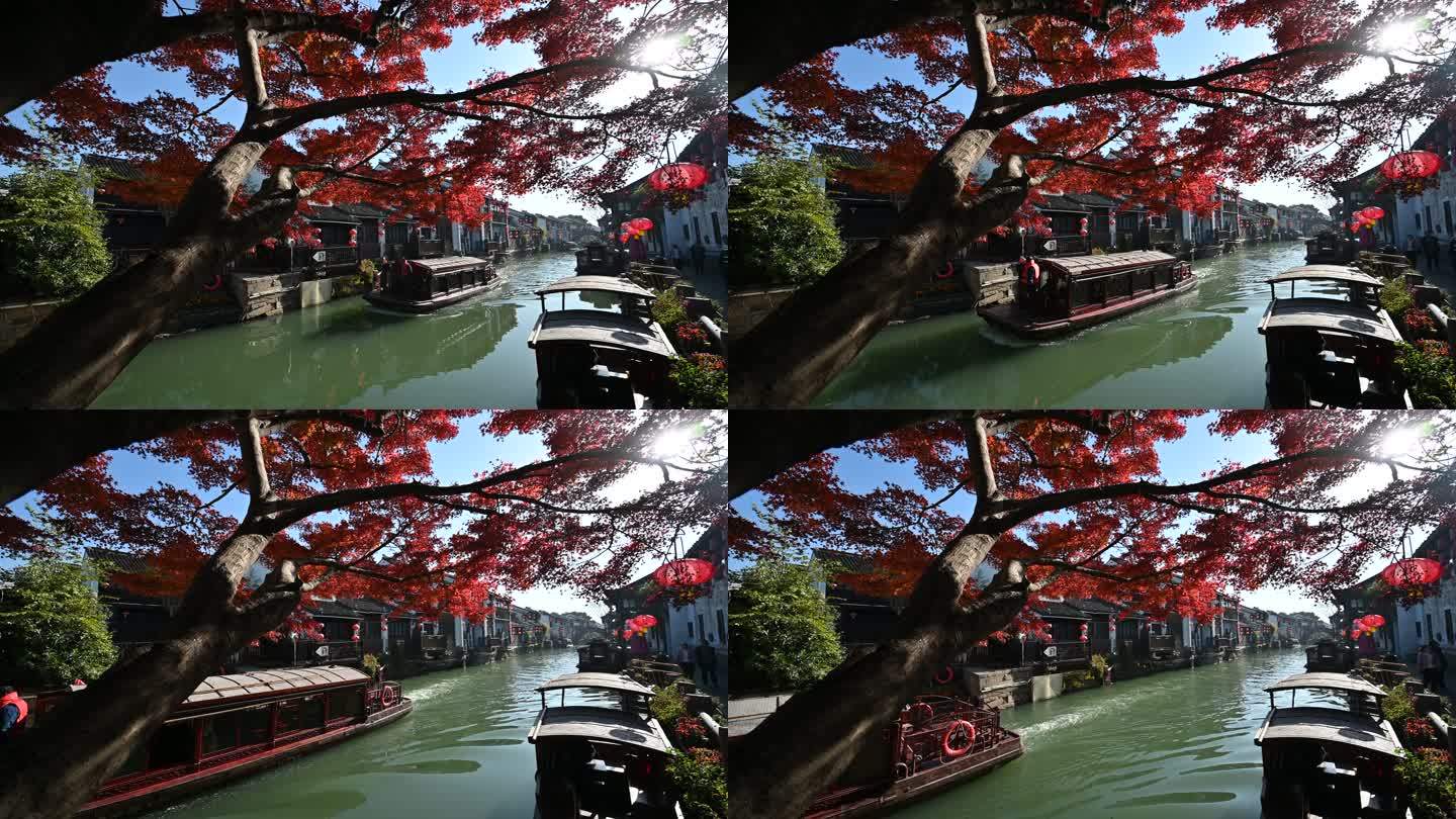 秋天苏州七里山塘旅游景区的枫树