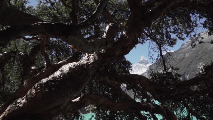 在秘鲁华斯卡兰的科迪勒拉白卡山脉的安第斯山脉上，一棵古老的弯曲的树矗立在拉古纳帕隆湖美丽的绿松石般的