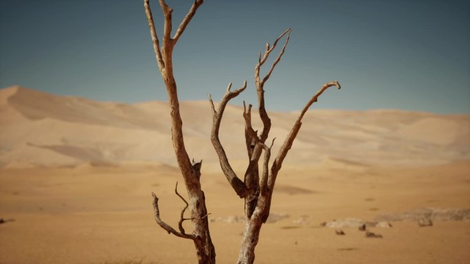 一棵干枯的小树矗立在沙漠的中心。