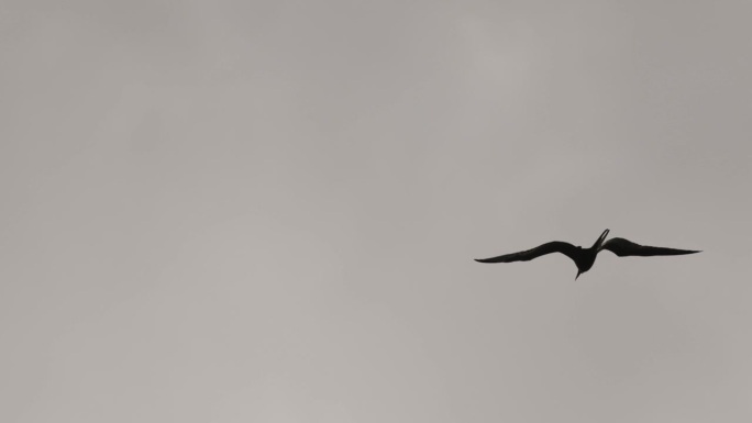 壮观的军舰鸟，坎昆，墨西哥