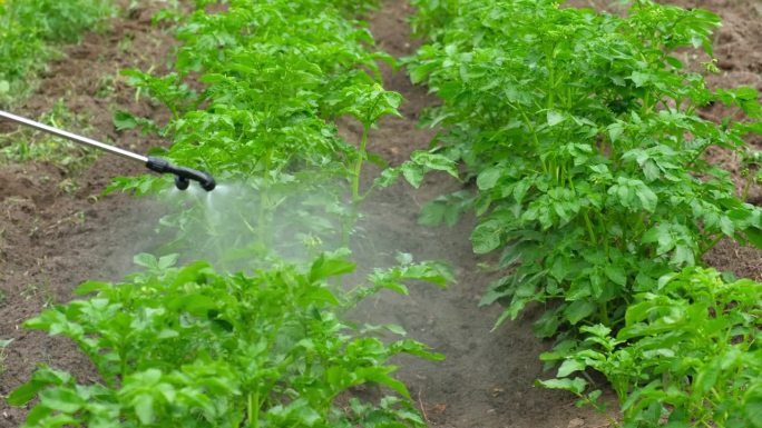 在花园里用除草剂、杀虫剂或杀虫剂喷洒蔬菜绿色植物。用化肥、化学药品灌溉一排排的马铃薯田。农作物喷雾器