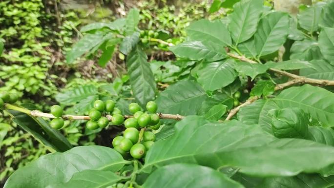 有机农场咖啡树枝上的绿咖啡樱桃豆