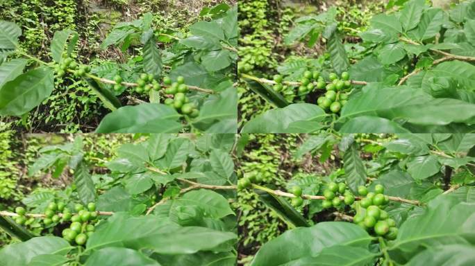 有机农场咖啡树枝上的绿咖啡樱桃豆