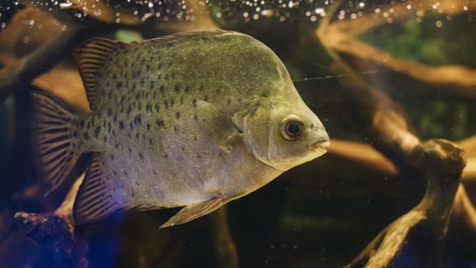 鱼在水族馆里游泳。鱼的特写拍摄