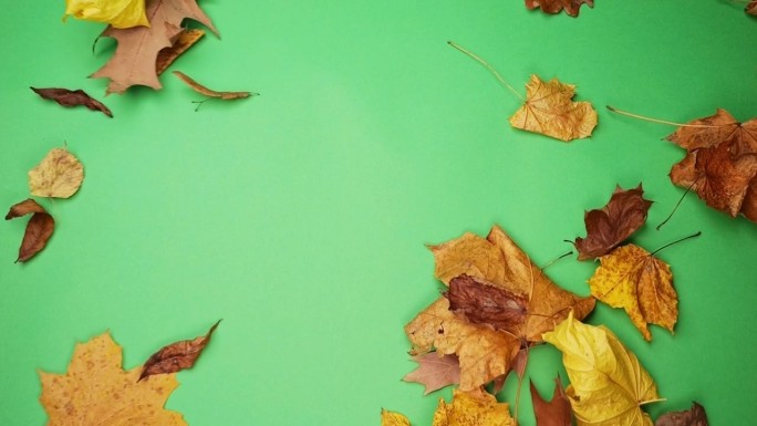 秋天的树叶对绿色的屏幕，理想的容易色度键控和个性化的背景。