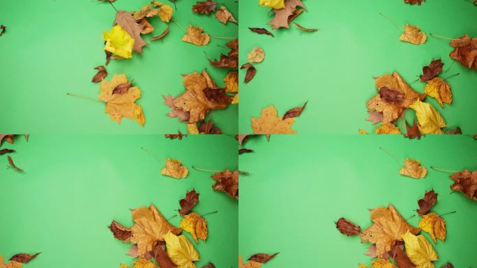 秋天的树叶对绿色的屏幕，理想的容易色度键控和个性化的背景。