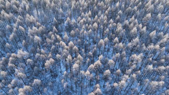 鸟瞰银装素裹的雪色松林