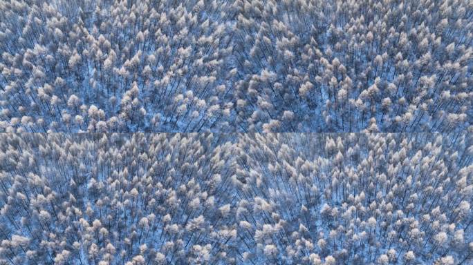 鸟瞰银装素裹的雪色松林
