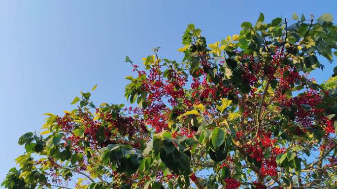 仰拍结满红色果子的树