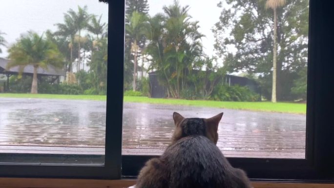 室内猫看雨