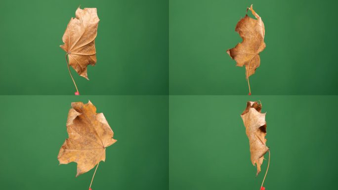 一片落叶在统一的背景下旋转，非常适合绿屏编辑和放置。