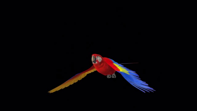 鹦鹉鸟-猩红金刚鹦鹉-飞行环-侧面角度观看近距离
