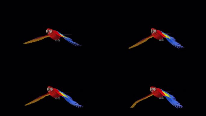 鹦鹉鸟-猩红金刚鹦鹉-飞行环-侧面角度观看近距离