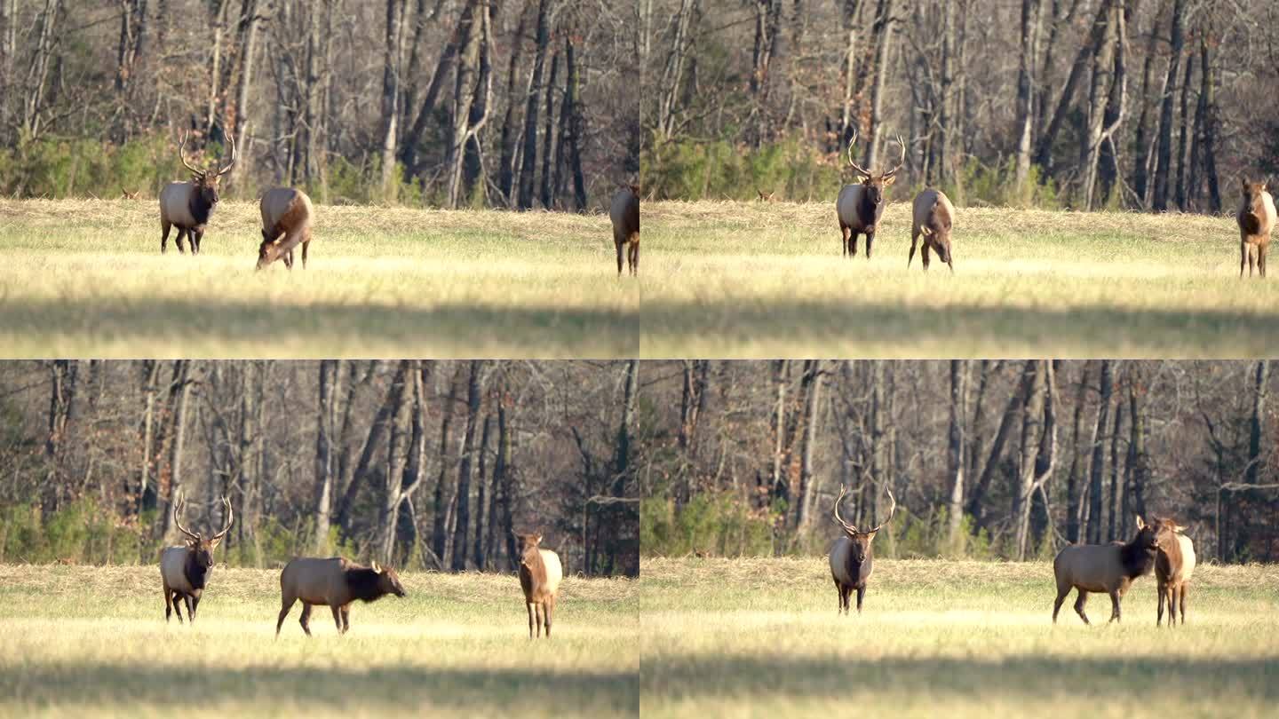 在发情期的日落时分，一头大公麋鹿跟着一头母麋鹿穿过田野。