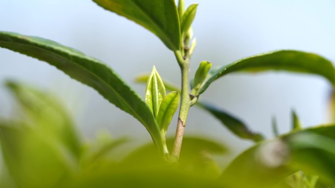 茶叶加工 茶叶 采茶 茶山 茶田 茶园