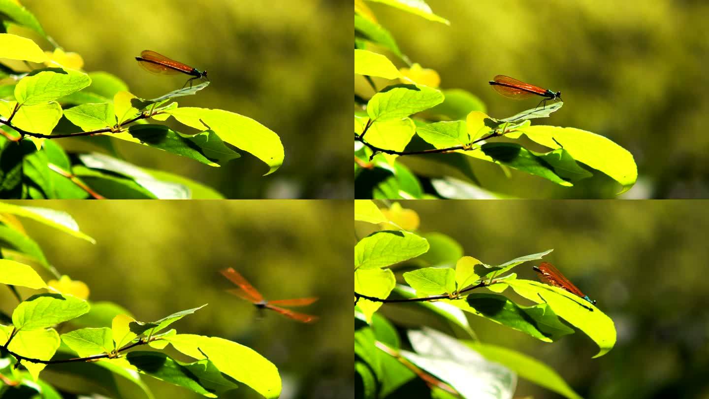 绿叶上的蜻蜓