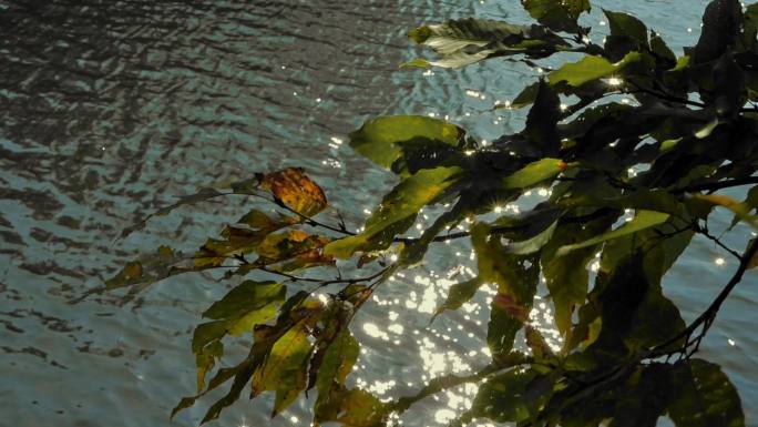 波光粼粼的湖面和树叶摇动