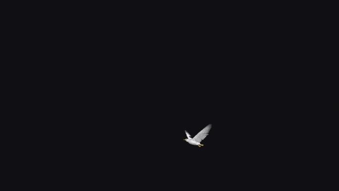 白海鸥鸟-飞越屏幕- IV - Alpha频道