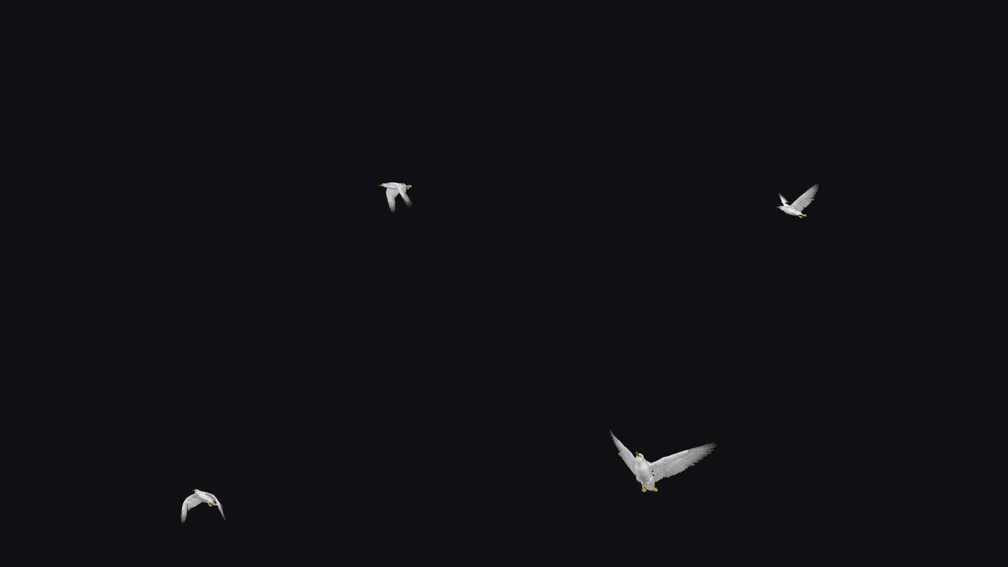 白海鸥鸟-飞越屏幕- IV - Alpha频道