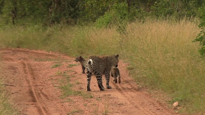 豹子幼崽沿着一条土路跑向它们的妈妈。
