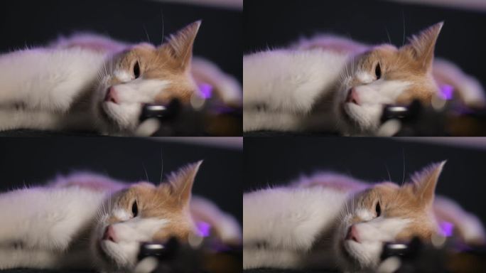 特写镜头。红色和白色的猫睡在沙发上。可爱的小猫脸。4k视频