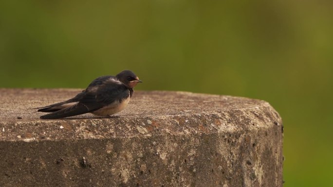一只幼年小燕子(Hirundo rustica)坐在混凝土柱子上擦亮羽毛