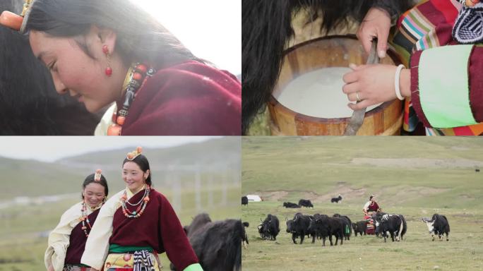 挤牦牛奶 西藏 牧民