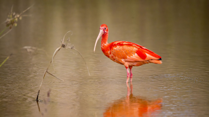 野生美洲红鹮现身南宁湿地悠然觅食